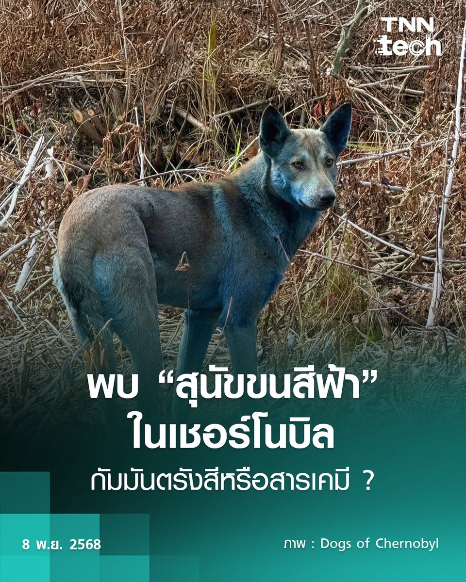 CaterpilaBlue's tweet photo. ทีมอาสาสมัครจากโครงการ #DogsOfChernobyl ภายใต้การดูแลขององค์กรไม่แสวงหากำไร CleanFuturesFund (CFF) ได้ค้นพบ สุนัขจรจัดสามตัวที่มีขน “สีฟ้า” ทั้งตัวใน “เขตหวงห้ามเชอร์โนบิล” พื้นที่อันตรายซึ่งปนเปื้อนสารกัมมันตรังสี ที่ถูกทิ้งร้างมาตั้งแต่ปี1986
#BlueDogs
https://t.co/Lt1VzVgsoI? https://t.co/E7u1YWwunM