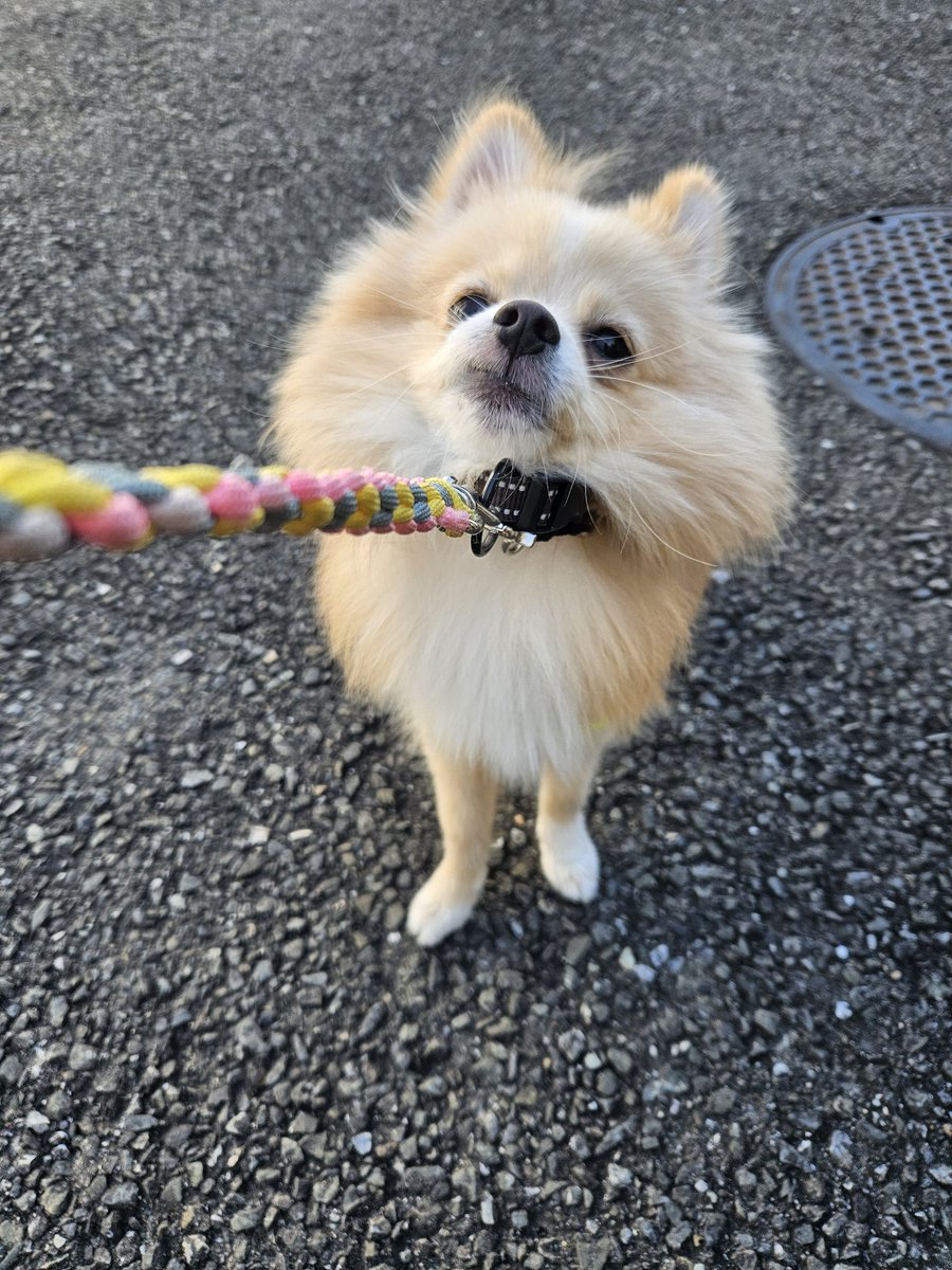 kinako_pomelife's tweet image. お久しぶりの更新になりました
ぼくは今日も散歩帰宅拒否です🐾

#今日のきなこ
#ポメラニアン
#犬のいる暮らし 
#犬好きさんと繋がりたい