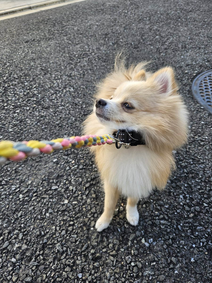 kinako_pomelife's tweet image. お久しぶりの更新になりました
ぼくは今日も散歩帰宅拒否です🐾

#今日のきなこ
#ポメラニアン
#犬のいる暮らし 
#犬好きさんと繋がりたい