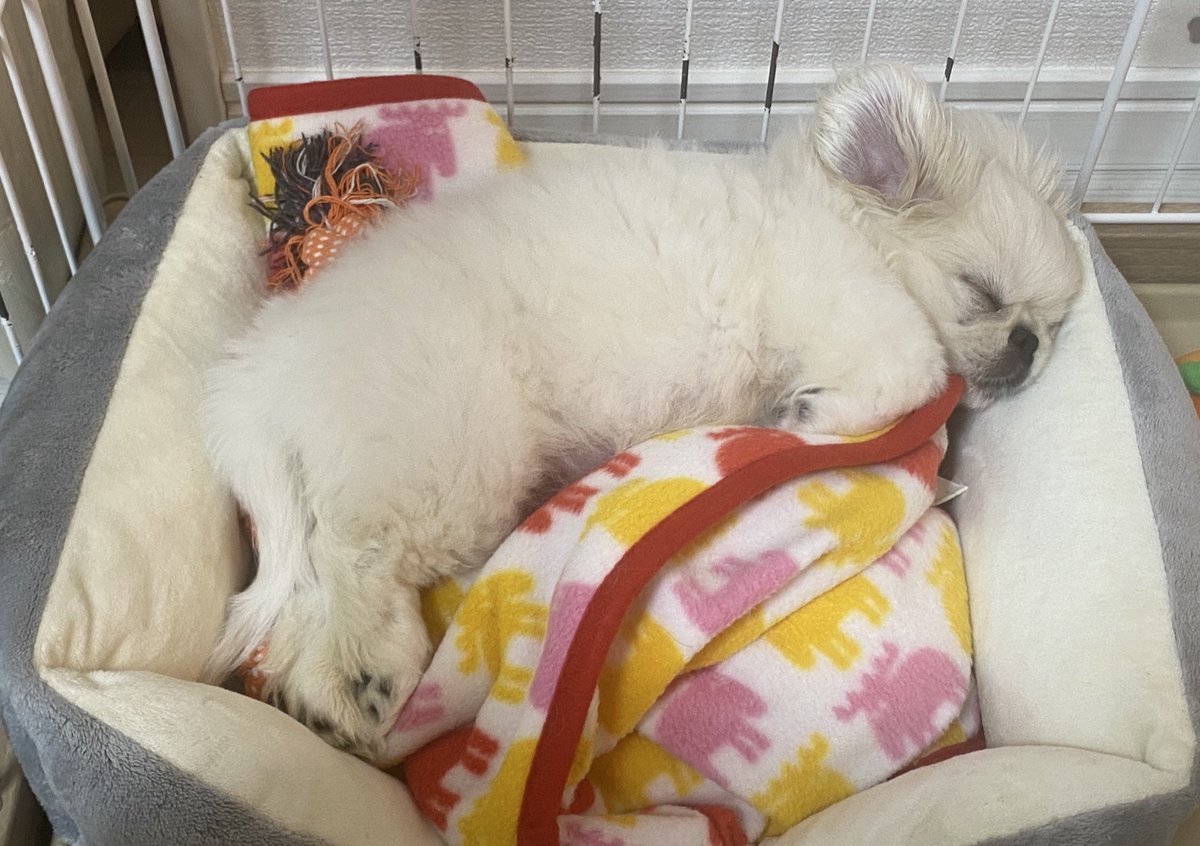 🐙ペキニーズのとろろ🐙 on X