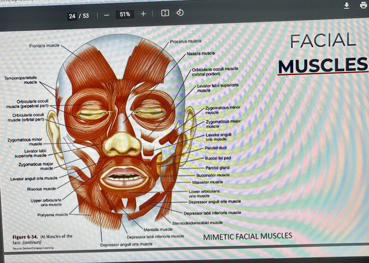 GardenDental's tweet image. Here in Putney for a course on Botox delivery. This is a useful adjunct to help people struggling with ‘bruxism’ (teeth/clenching/grinding) especially for those who have not been able to tolerate a mouth guard😬  #botox #bruxism #teethgrinding