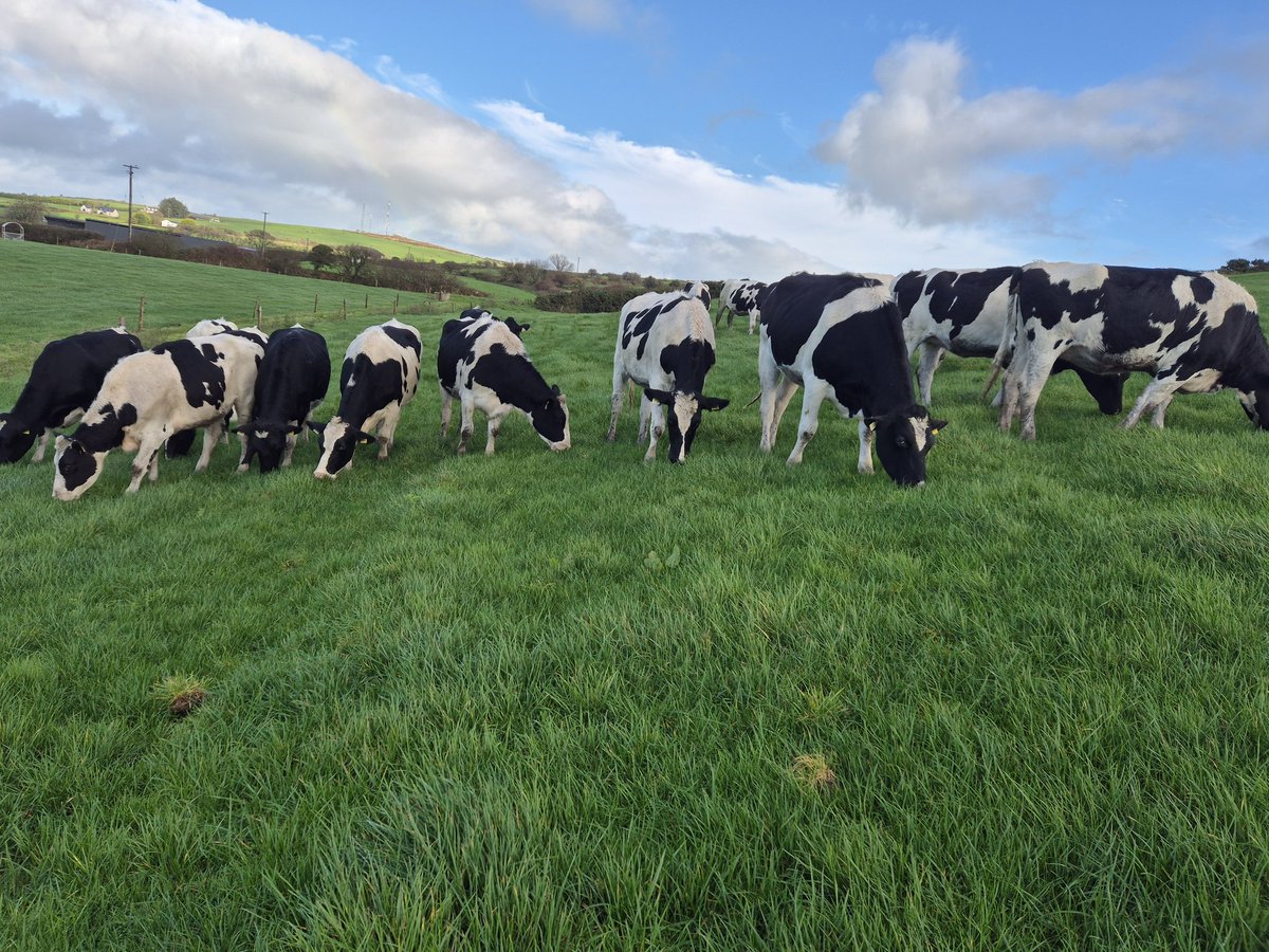 Edward O Flynn tweet media