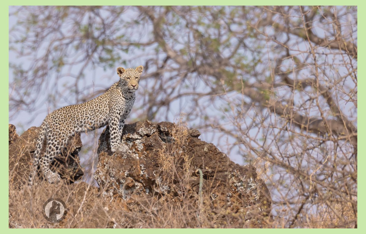 On the look out.

Tsavo West National Park,Kenya.

#martowanjohiphotography
#wildlifephotography
#canonr5
#canonkenya
#photographicsafaris
#bdasafaris