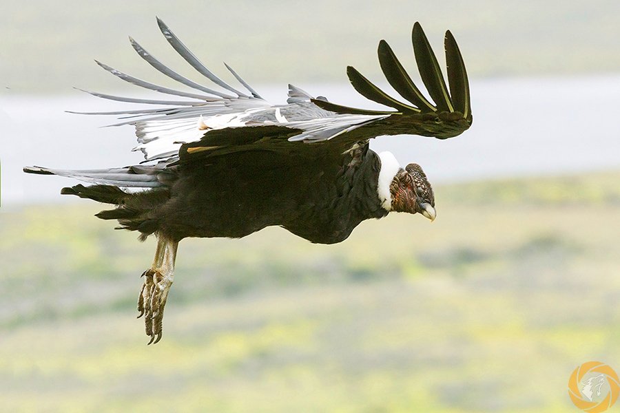 Rob_Bianconi's tweet photo. Andean #Condor 🦅
More than a #bird, an ancient symbol in #Andean culture.
A bridge between earth and sky, freedom and spirituality, a true messenger of the gods. ✨

👉 https://t.co/yc0Dx76FpT

#andeancondor #raptors #wildlife https://t.co/mXomW6EH8x