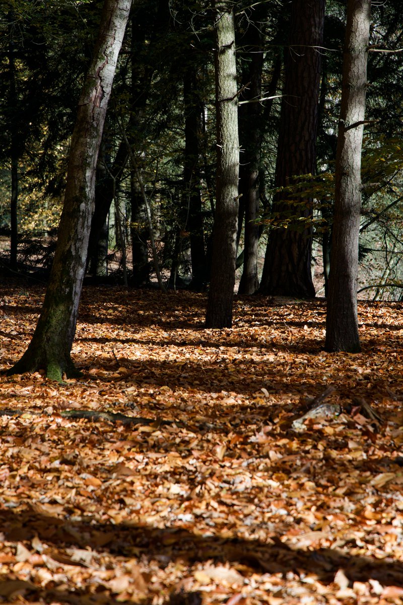 sin2design's tweet image. Autumn #boswandeling