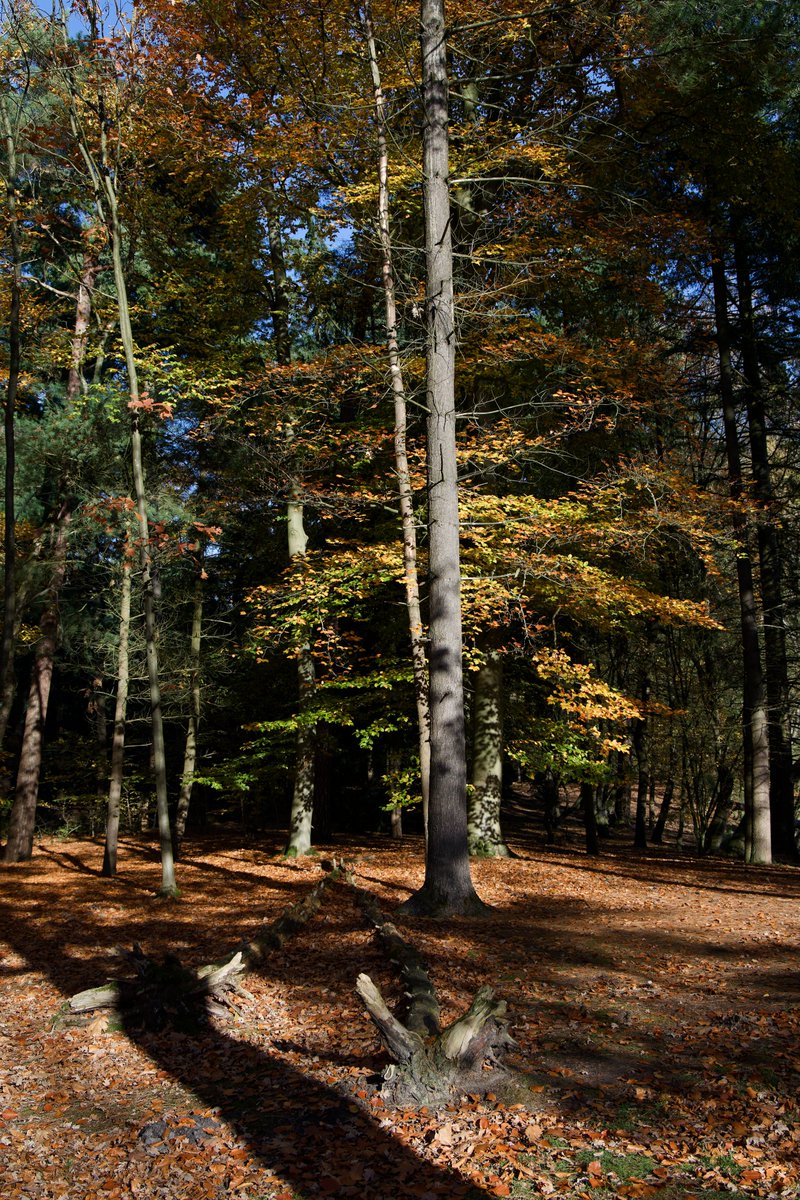 sin2design's tweet image. Autumn #boswandeling