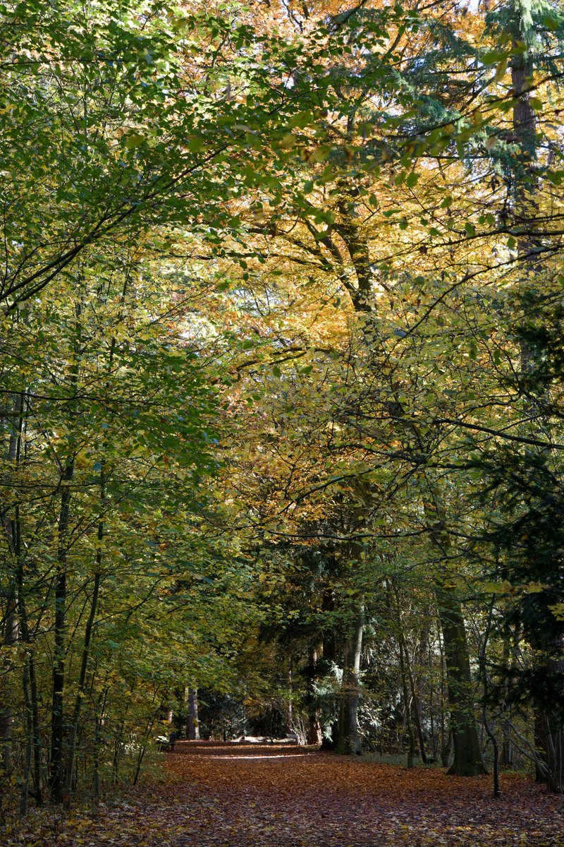 sin2design's tweet image. Autumn #boswandeling