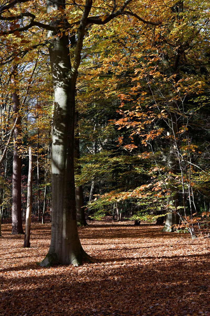 sin2design's tweet image. Autumn #boswandeling