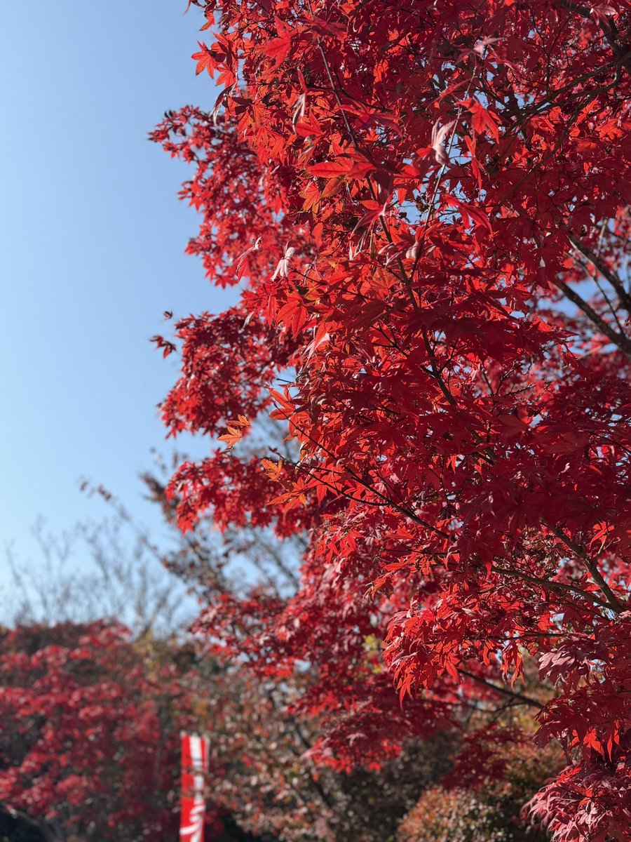 Eta_body's tweet photo. 貴重な晴天を逃せんと思い
久々の弾丸旅行へ😊

紅葉を観に富士五湖付近に到着！

うひゃあああああ！
この快晴と紅葉がエグすぎてたまらん🥹

あと一、ニ週間でより濃くなりそうだけどこの秋晴れで大満足😊

富士山にも雲ひとつない完璧さ。
いやぁ日本は美しい😊

良い旅でした😊

#紅葉 https://t.co/I0eNt2y7Pt