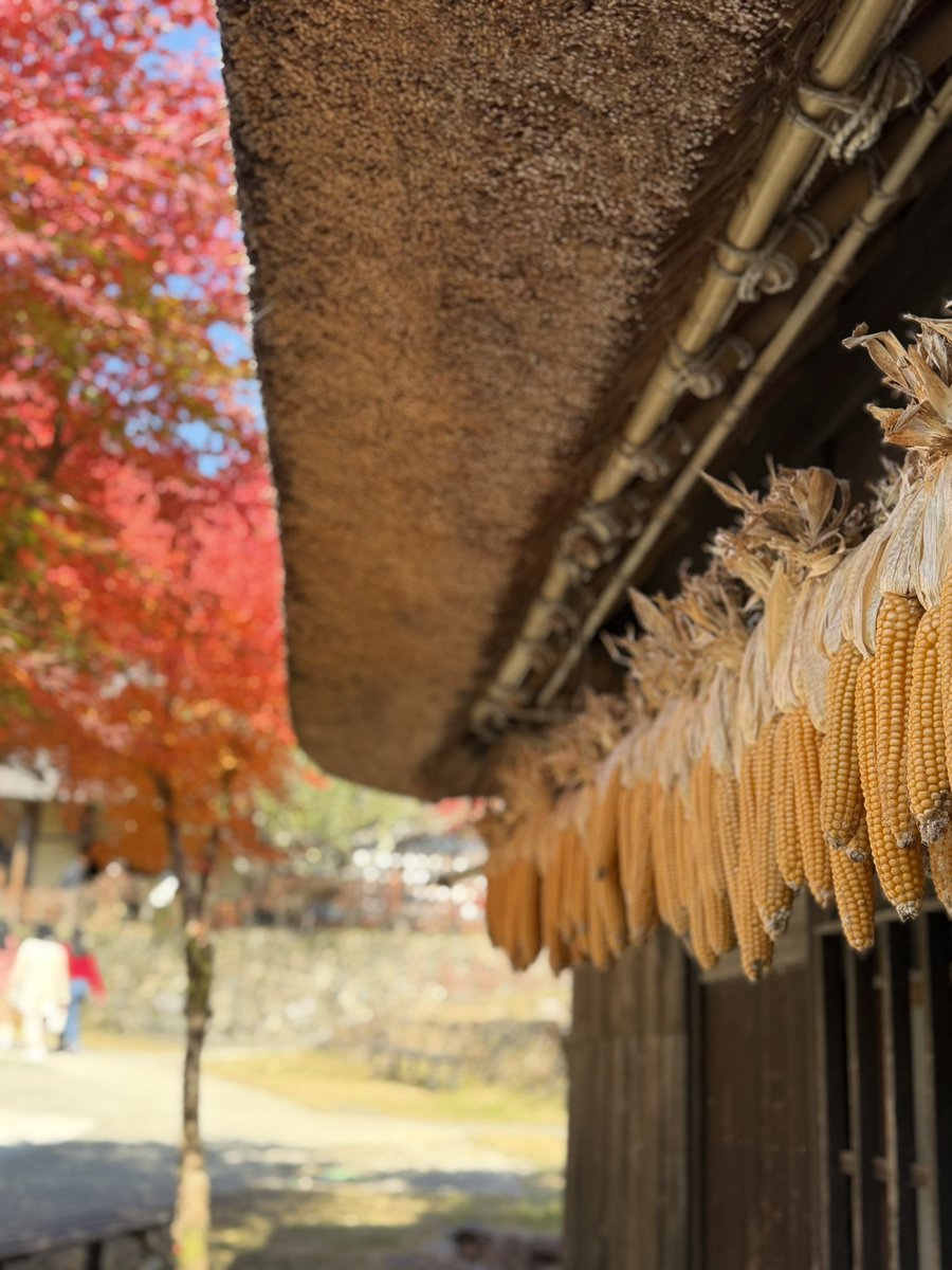 Eta_body's tweet photo. 貴重な晴天を逃せんと思い
久々の弾丸旅行へ😊

紅葉を観に富士五湖付近に到着！

うひゃあああああ！
この快晴と紅葉がエグすぎてたまらん🥹

あと一、ニ週間でより濃くなりそうだけどこの秋晴れで大満足😊

富士山にも雲ひとつない完璧さ。
いやぁ日本は美しい😊

良い旅でした😊

#紅葉 https://t.co/I0eNt2y7Pt