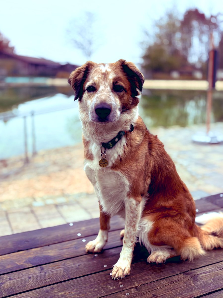 404_Chaos_Queen's tweet image. No words needed… Nature Impressionen 🥰 Balsam für Herz und Seele ♥️ 

#DogWalk #NatureLove #MeTime #Love