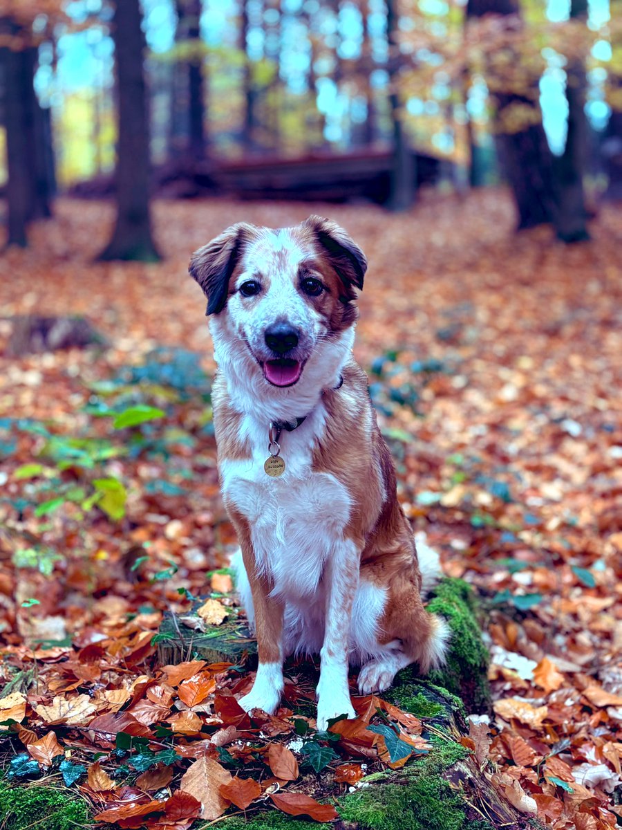 404_Chaos_Queen's tweet image. No words needed… Nature Impressionen 🥰 Balsam für Herz und Seele ♥️ 

#DogWalk #NatureLove #MeTime #Love