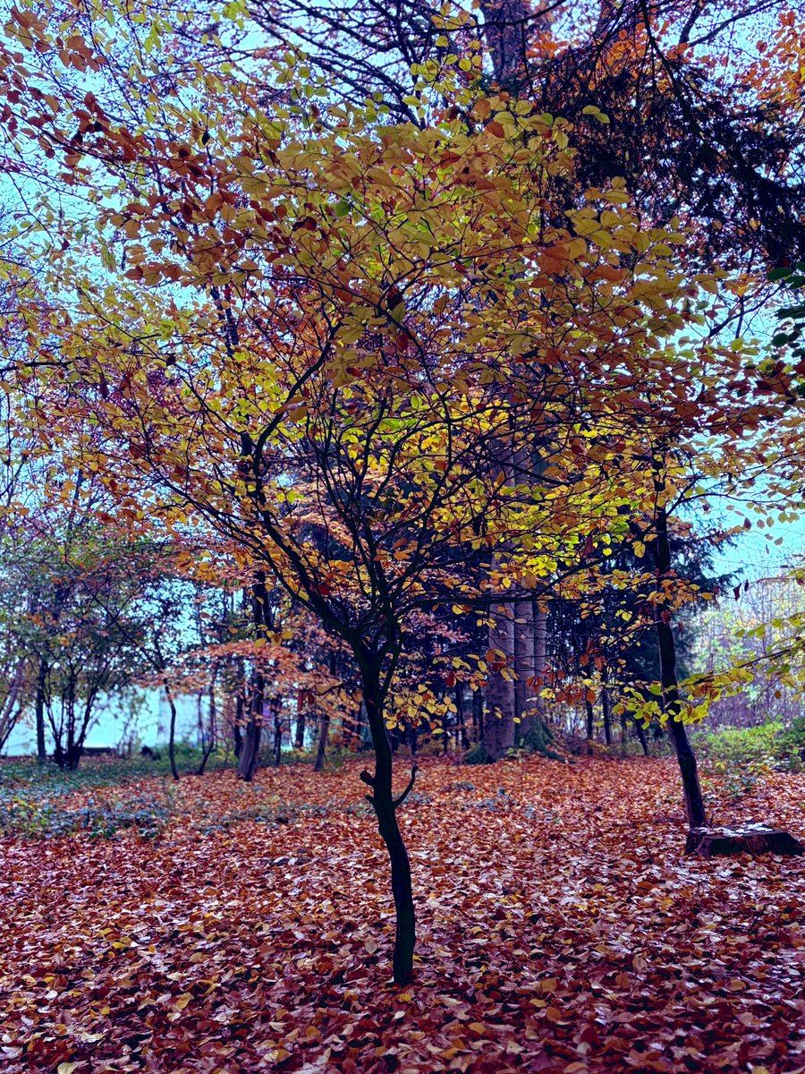 404_Chaos_Queen's tweet image. No words needed… Nature Impressionen 🥰 Balsam für Herz und Seele ♥️ 

#DogWalk #NatureLove #MeTime #Love