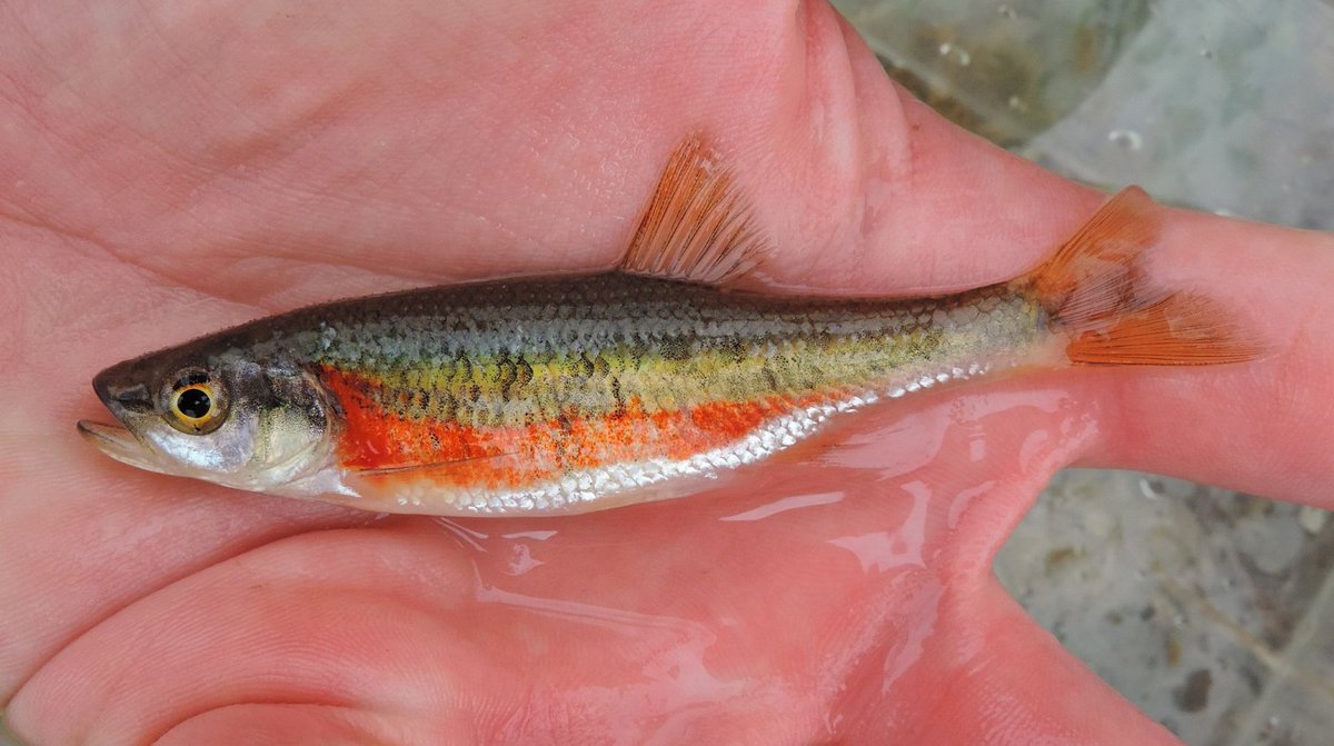 The mk 3 (Norman) was unfortunately lost at sea when I stupidly tried to pitch him at a big lay down and he got snagged on one of the branches. However he looked great in the water and his hook certainly held firm, inspiring the mk 4 (Gordon): a Rosysided Dace eating a snail. WIP