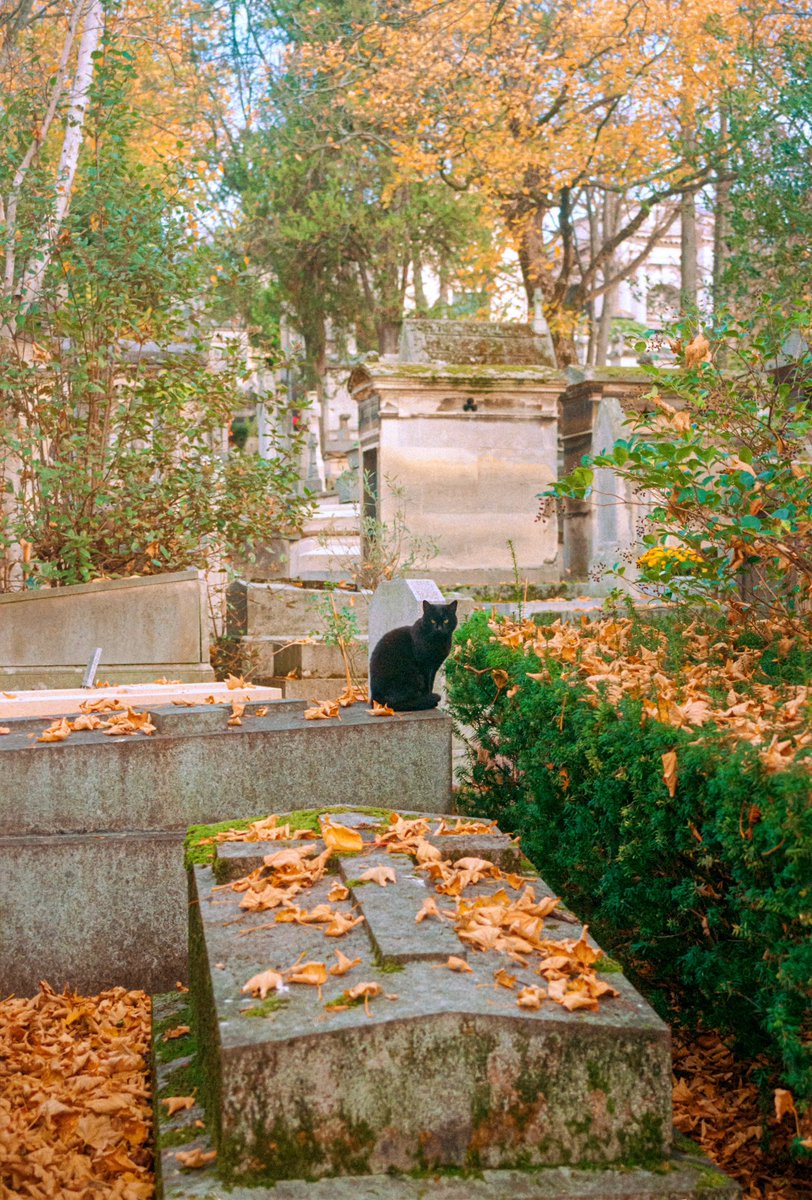 Le cimetière du Père-Lachaise en automne à travers mon argentique 🎞️🍂