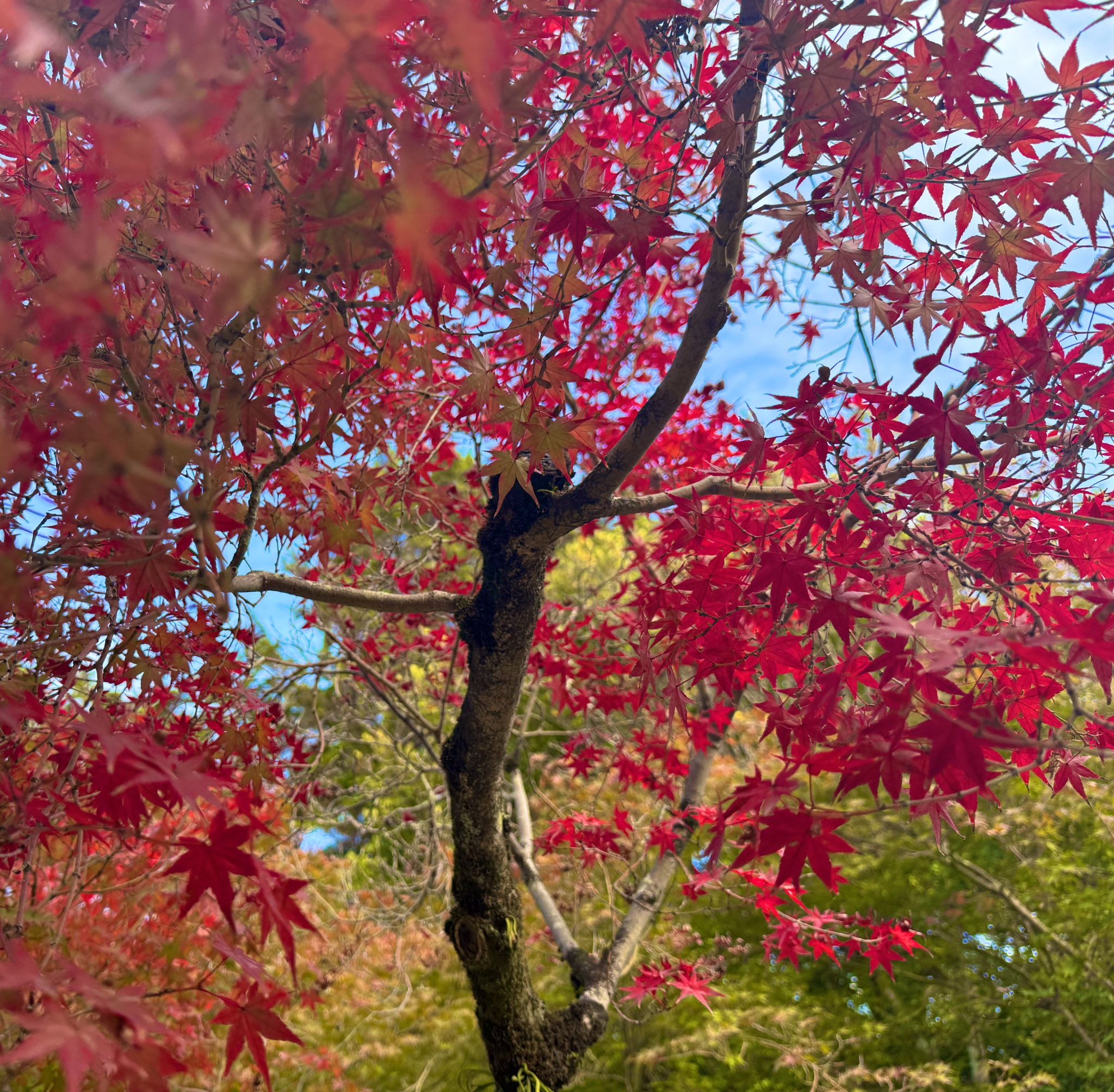 ありがとう︎ - Search / X