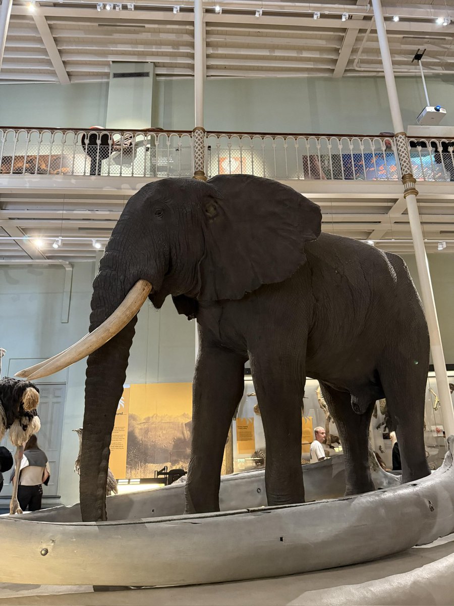 榛名_改十九火羽焚天（春节快乐版）🦌 tweet media