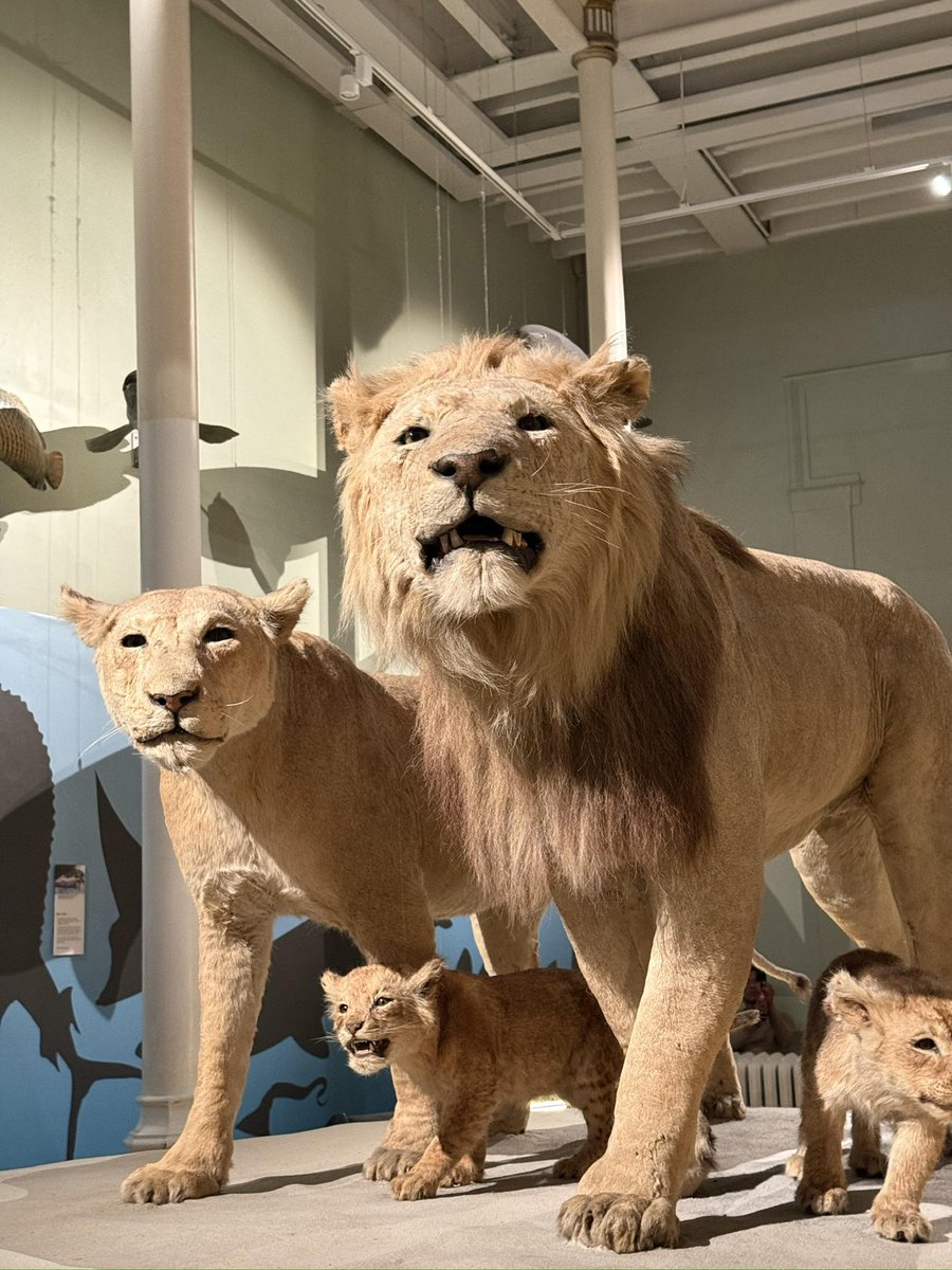 榛名_改十九火羽焚天（春节快乐版）🦌 tweet media