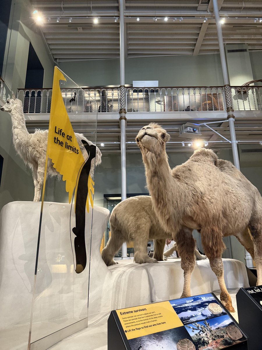 榛名_改十九火羽焚天（春节快乐版）🦌 tweet media