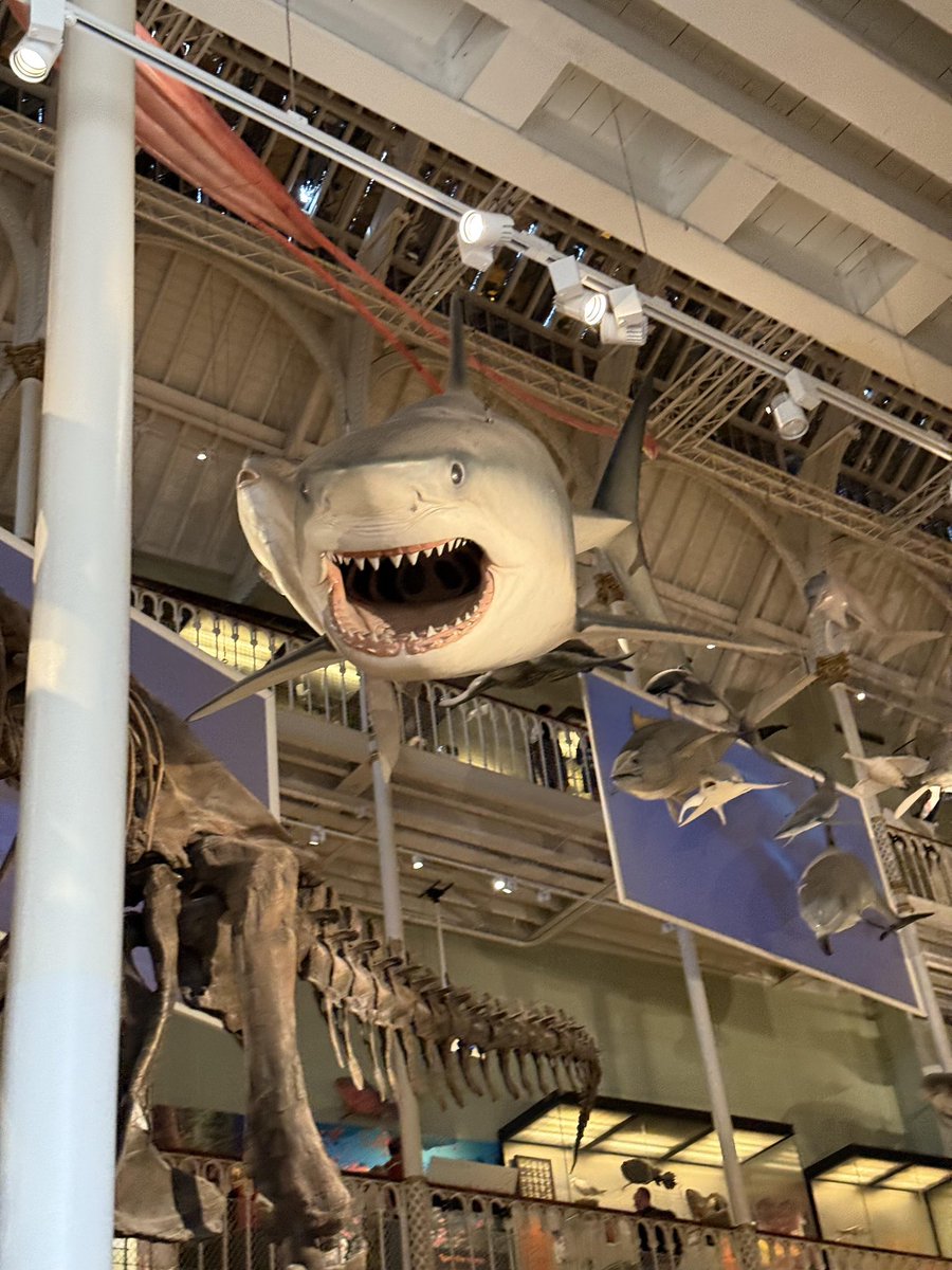 榛名_改十九火羽焚天（春节快乐版）🦌 tweet media