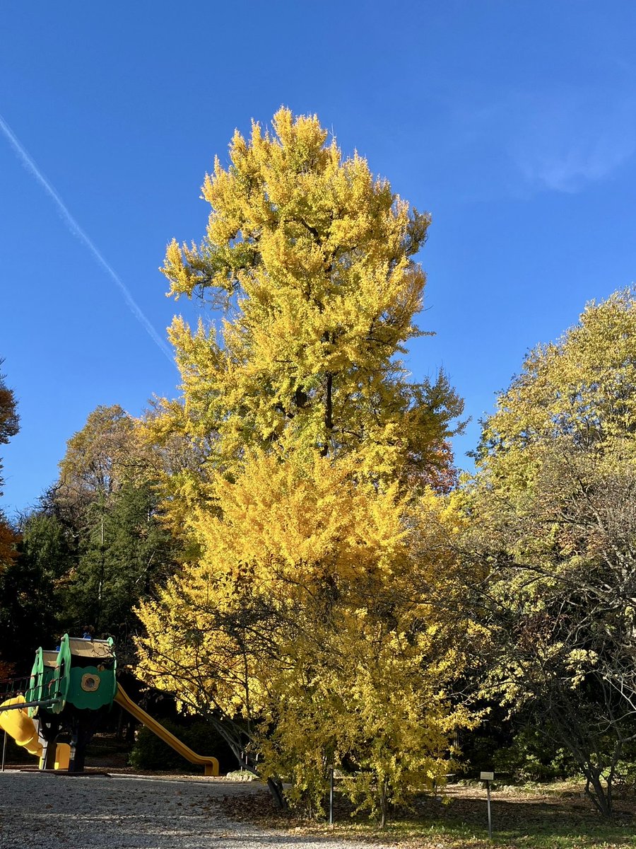 Comune di Varese tweet media