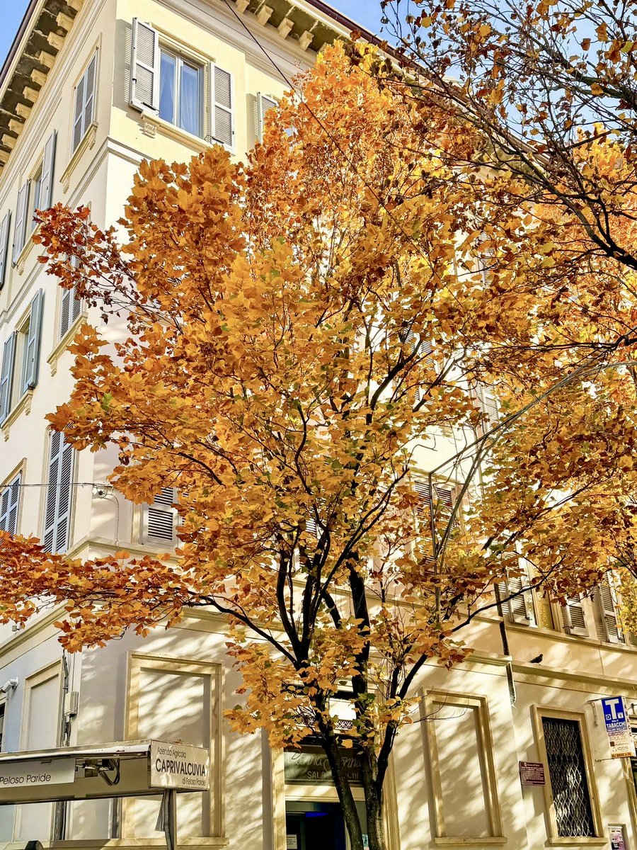 Comune di Varese tweet media