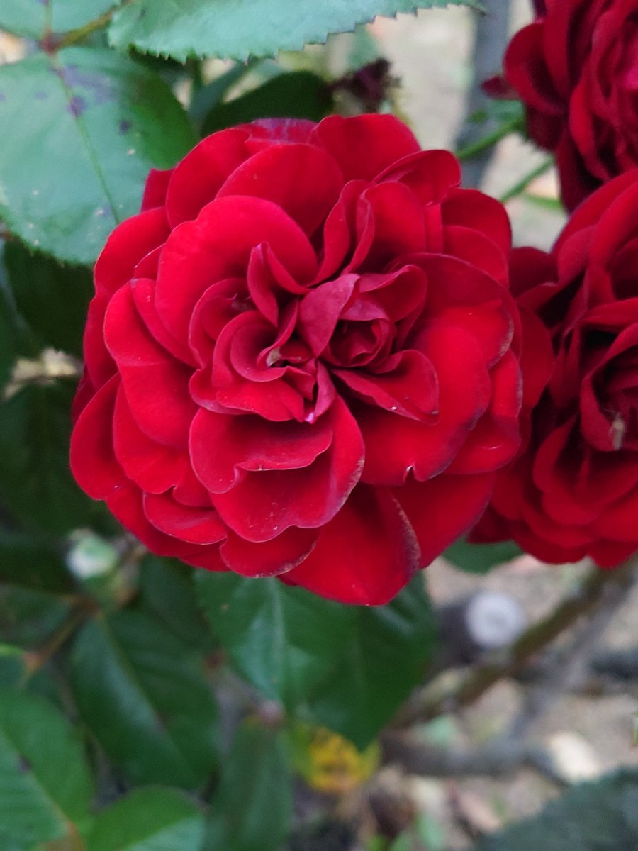 ♡まਗたƕ🦝🐰👻 on X