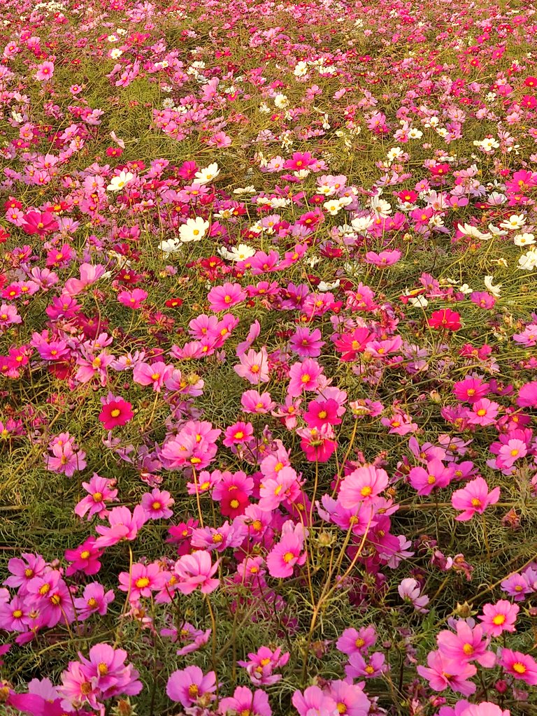 菜の花ページ ♡まਗたƕ🦝🐰👻 on X