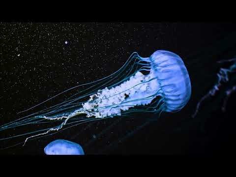 IndieByChoice.com tweet media