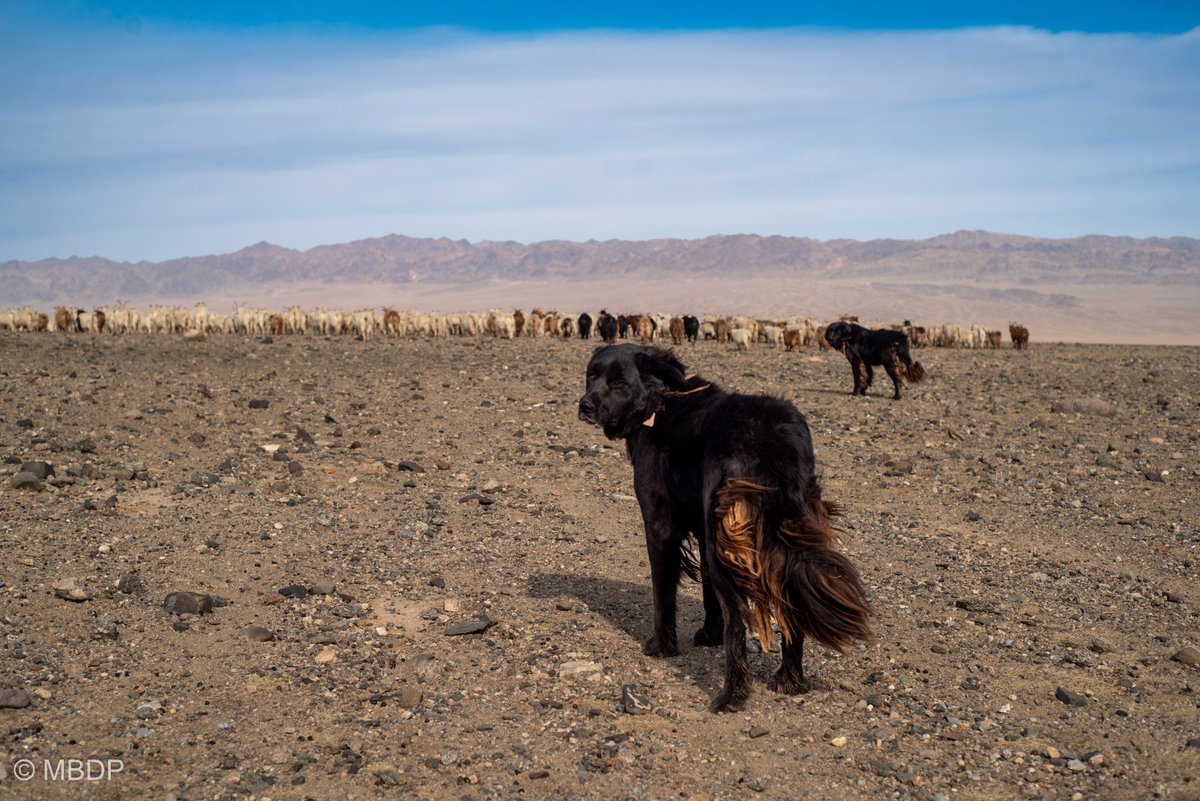 Livestock guardian Bankhars on duty.
Oct 2025. Bayankhongor.

#livestockguardiandog #mongolia #bankhar