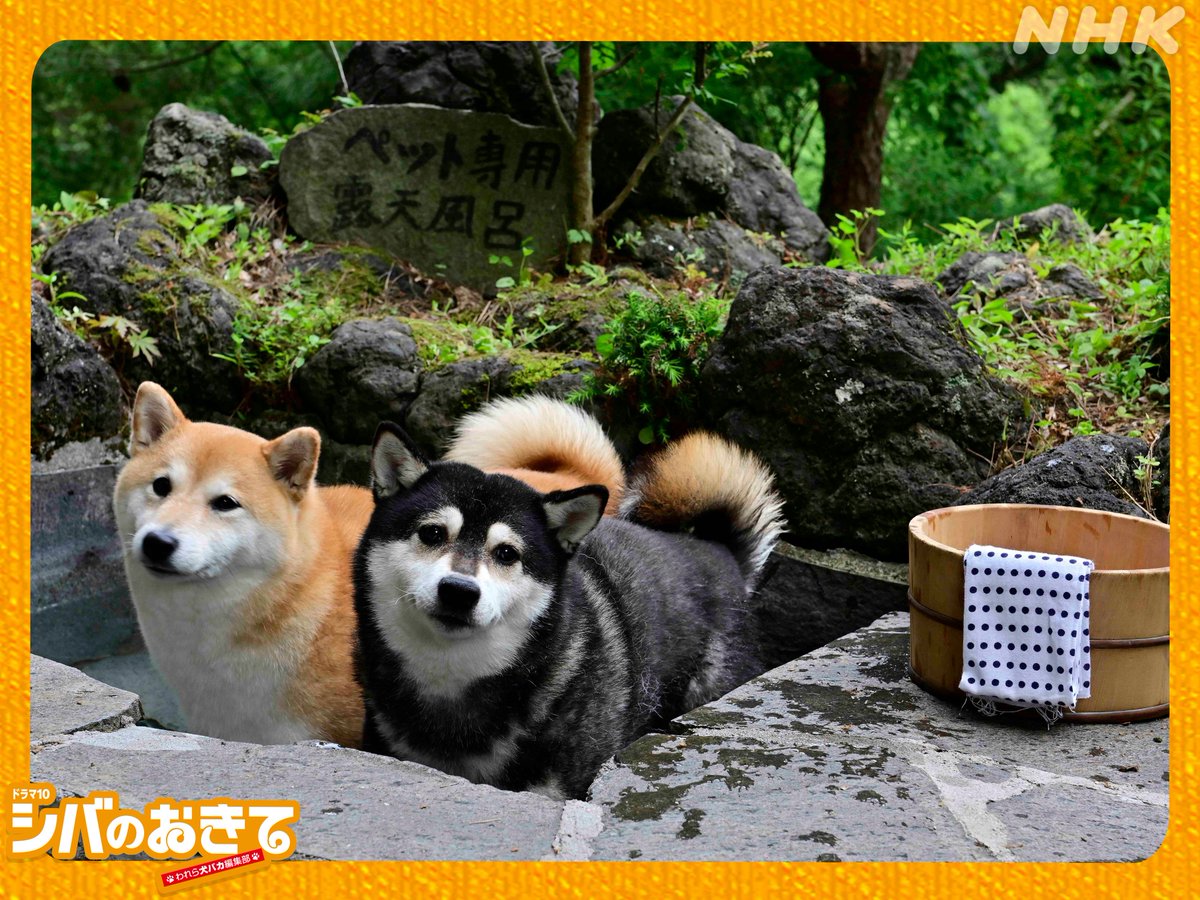 ドラマ10【#シバのおきて ～われら犬バカ編集部～】
第6回 11/11(火) 夜10時放送！

第5回のシバたちをどうぞ！
今週もいろいろありましたね…

第6回の放送日は、4回吠えるで覚えてね🐾

第5回はNHK ONE で配信中☟
web.nhk/tv/an/shibanoo…