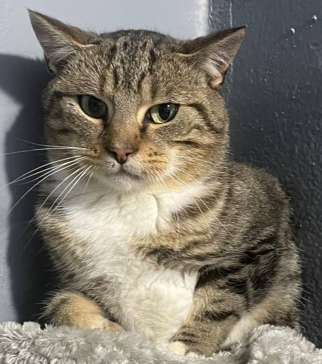 Unser gesicherter Kater Untersuchungsergebnisse &amp; ein sehr deutlicher Appell.
Update 7.11.2025 Kopie: Tierheim Cuxhaven
Gestern haben wir euch von dem Kater berichtet, der in Dorum-Neufeld mit seiner Pfote in einer sogenannten Bärenfalle gefunden wurde.
Heute liegen die