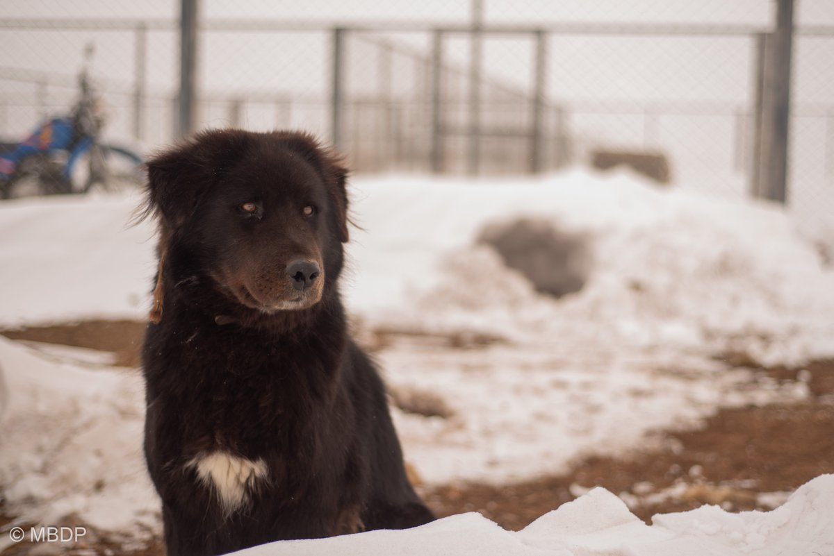 BankharDog's tweet photo. Bankhars are so smart that they dig into snow to make a den!
I am being serious and the hole into the snow was not dug by a human with a shovel at all! 😁

#Mongolia #Bankhar #dogsofX  #livestockguardiandog #WinterVibes https://t.co/B1ODlXv97V
