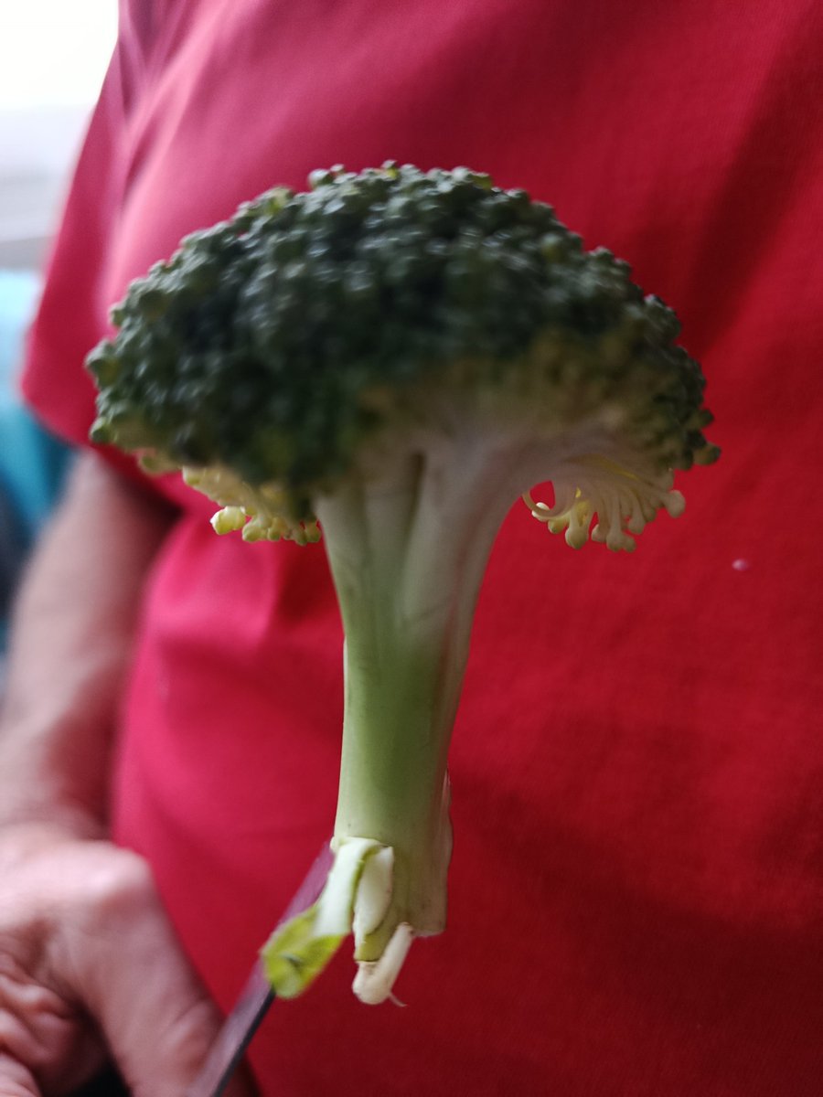 any54's tweet image. Faleves lesz nálunk. (Anno Etáé Papp Feri hívta így a karalábélevest.) Ez csak egyetlen fa. Igaz, hogy nem karalábé, de legalább brokkoli. 🌳🥦😋