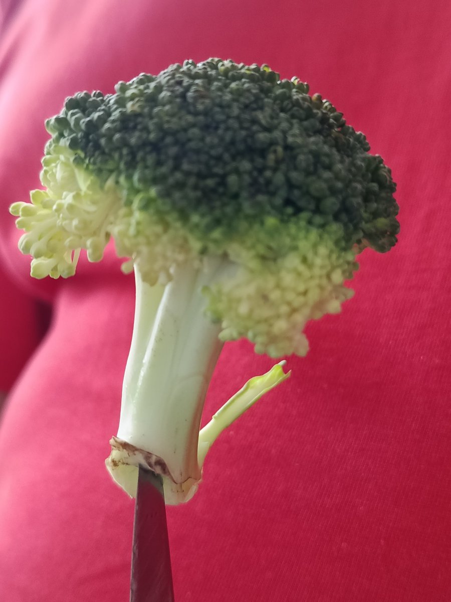 any54's tweet image. Faleves lesz nálunk. (Anno Etáé Papp Feri hívta így a karalábélevest.) Ez csak egyetlen fa. Igaz, hogy nem karalábé, de legalább brokkoli. 🌳🥦😋