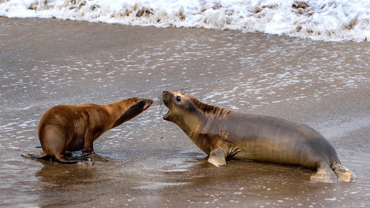 Anarchimejoshi's tweet image. based eared seal chad faces down geeking true seal chud