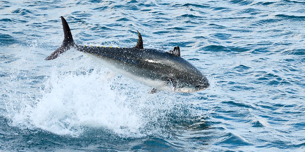 Do you agree with me and do you care enough about animal welfare and sustainable fisheries to write to the UK Department for Environment, Food and Rural Affairs (DEFRA) about bluefin tuna recreational, catch and release fishing practices? 

The UK Bluefin Tuna Association’s