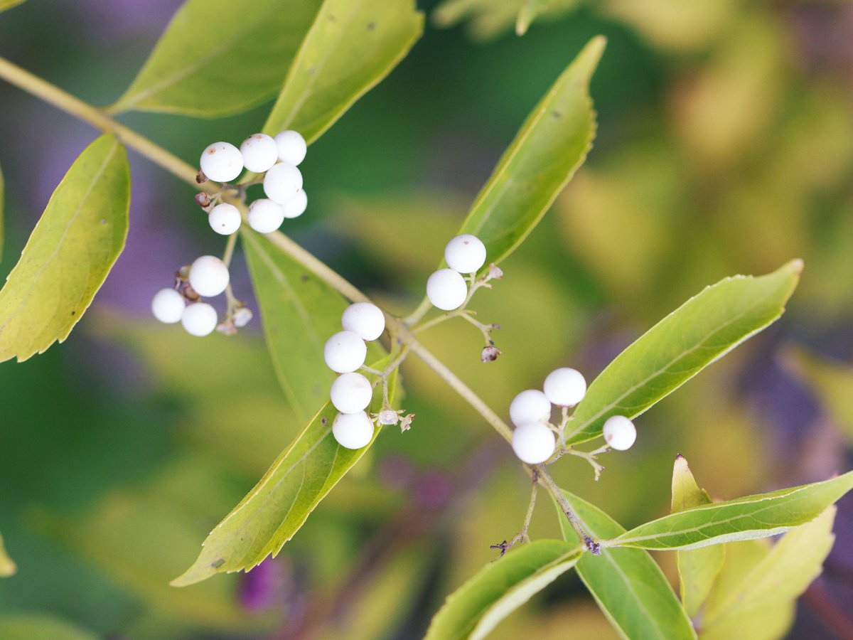 🐶🐱 マロン 🐱🐶 on X