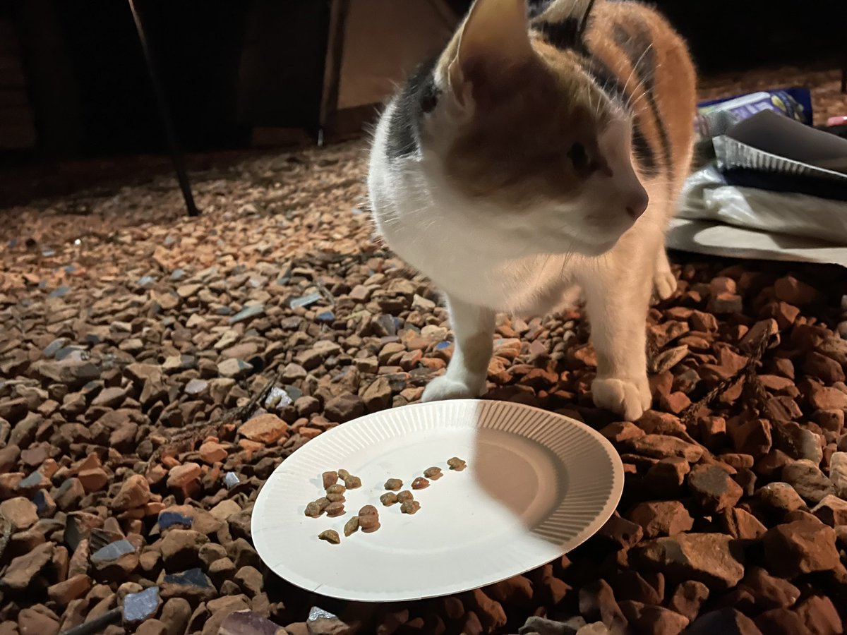 アダーチ (@adachi555) / Posts / X