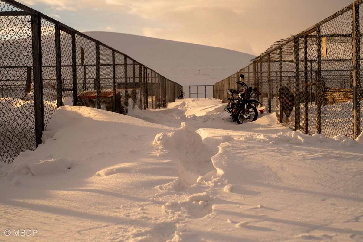 See how deep the snow was last Friday? It is the strong gust of wind that accumulates snow like this. It is a lot of work for people walk through and create path. Some vehicles can not even drive in this condition.
All the while the Bankhars are just at ease!

 #dogs #snowdays