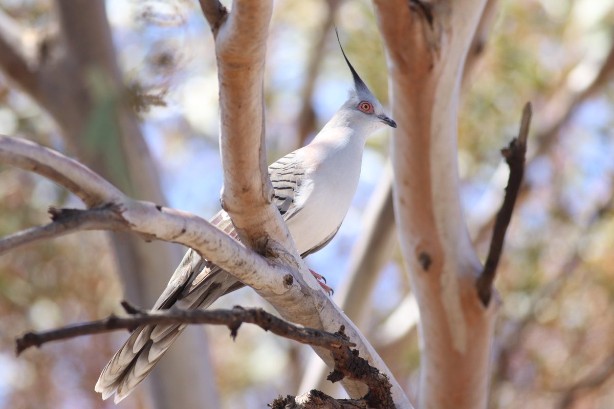 An elegant pose for a Crested Pigeon. #birds