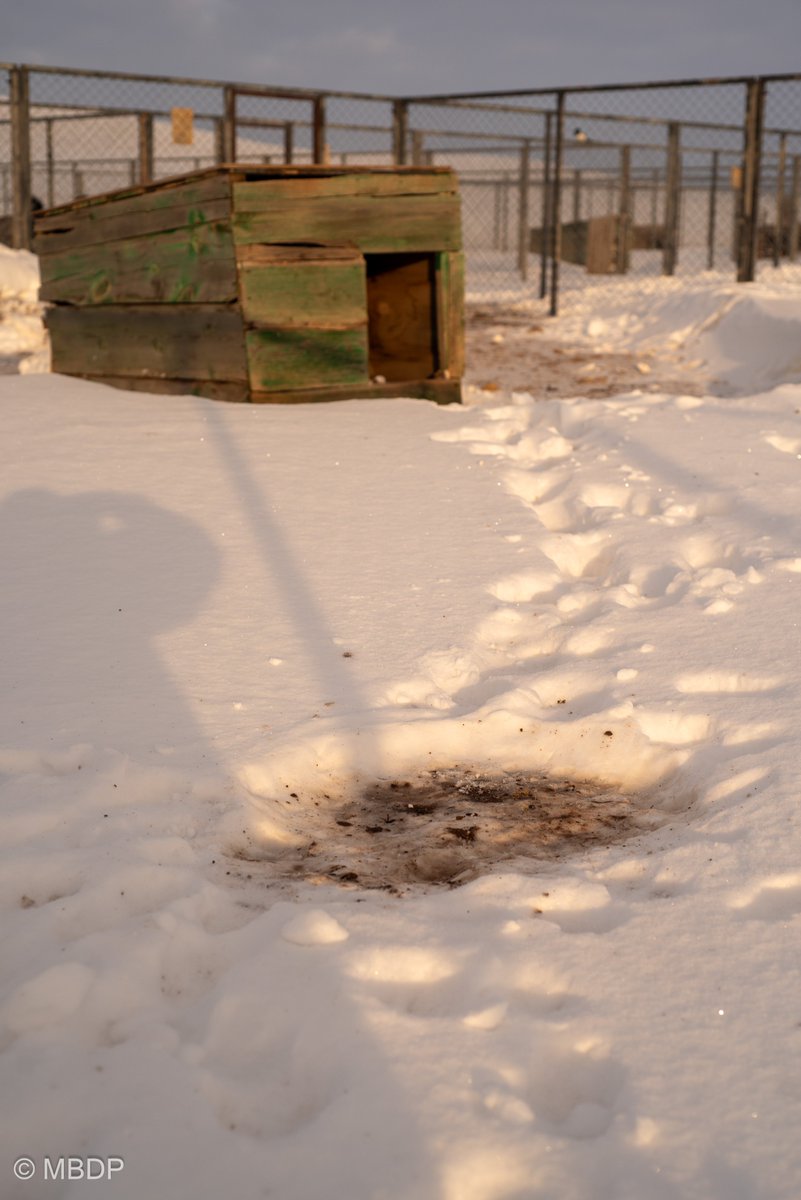 Why would sleep on snow when humans built a shelter for you? 🤨

#Bankhar #mongolia