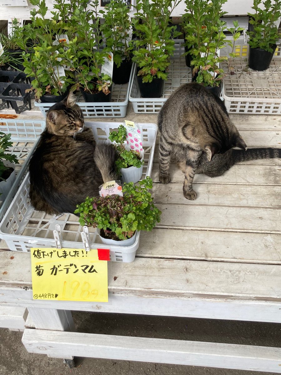 値下げされた猫さん2匹に毛づくろいされてきた。癒し
