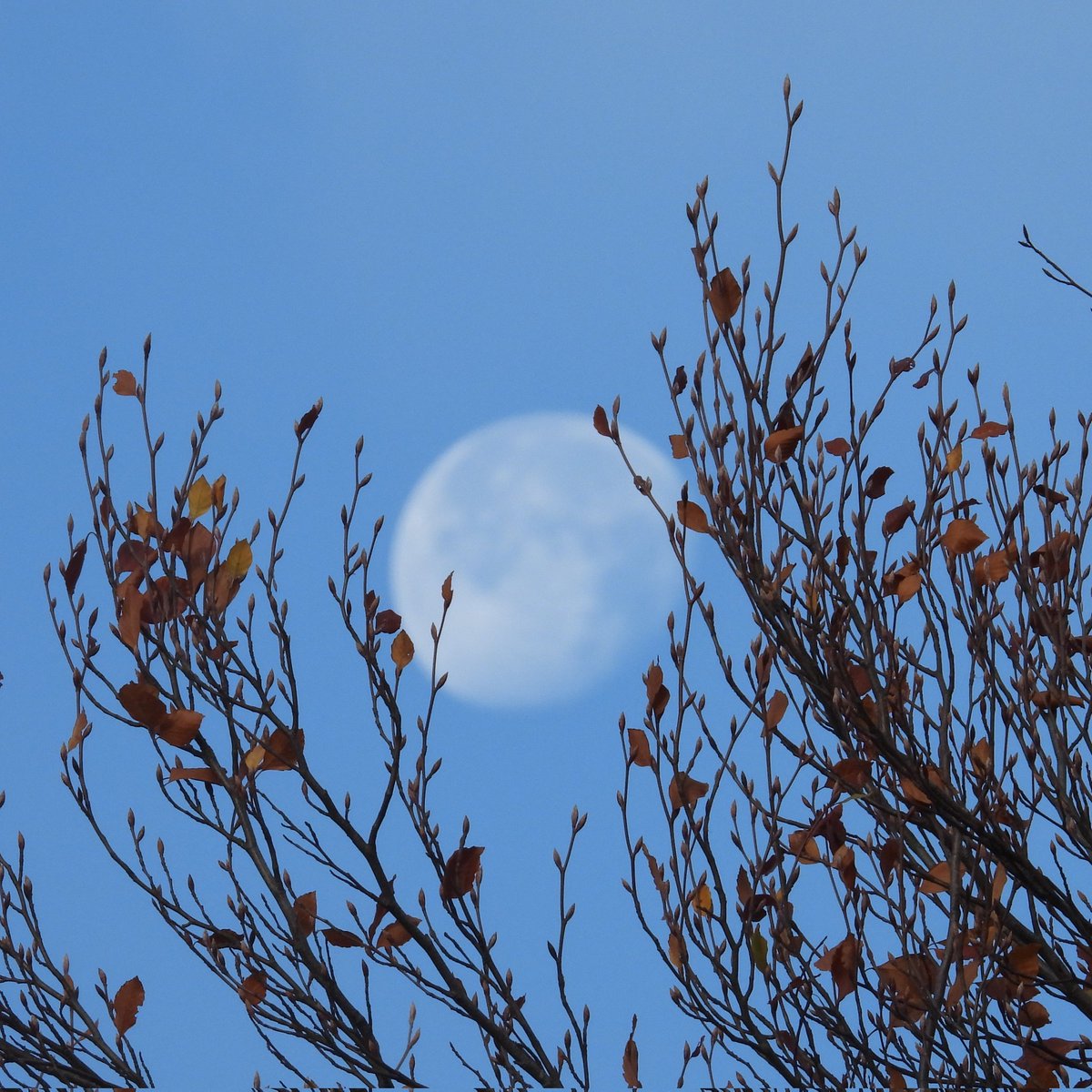 FunkyAppleTree's tweet image. &apos;Twas a good mooning! 88.8% illuminated #London @StormHour @ThePhotoHour