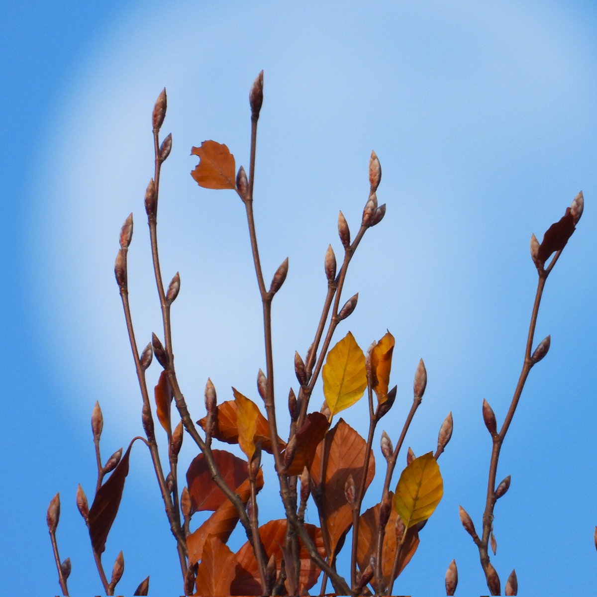 FunkyAppleTree's tweet image. &apos;Twas a good mooning! 88.8% illuminated #London @StormHour @ThePhotoHour