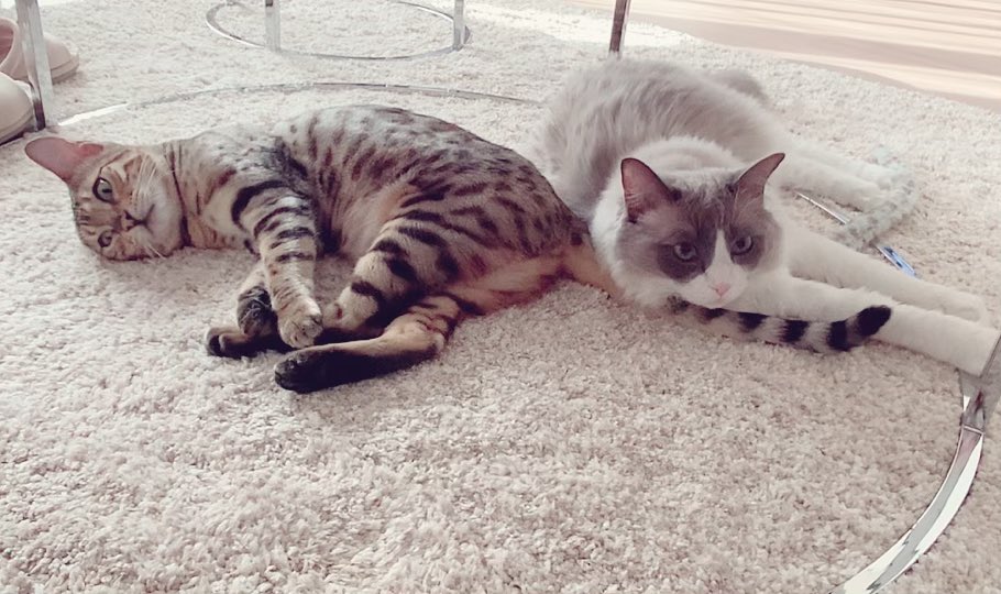 P丸様。🐣🍳 (@p_ma_ru) / Posts / X