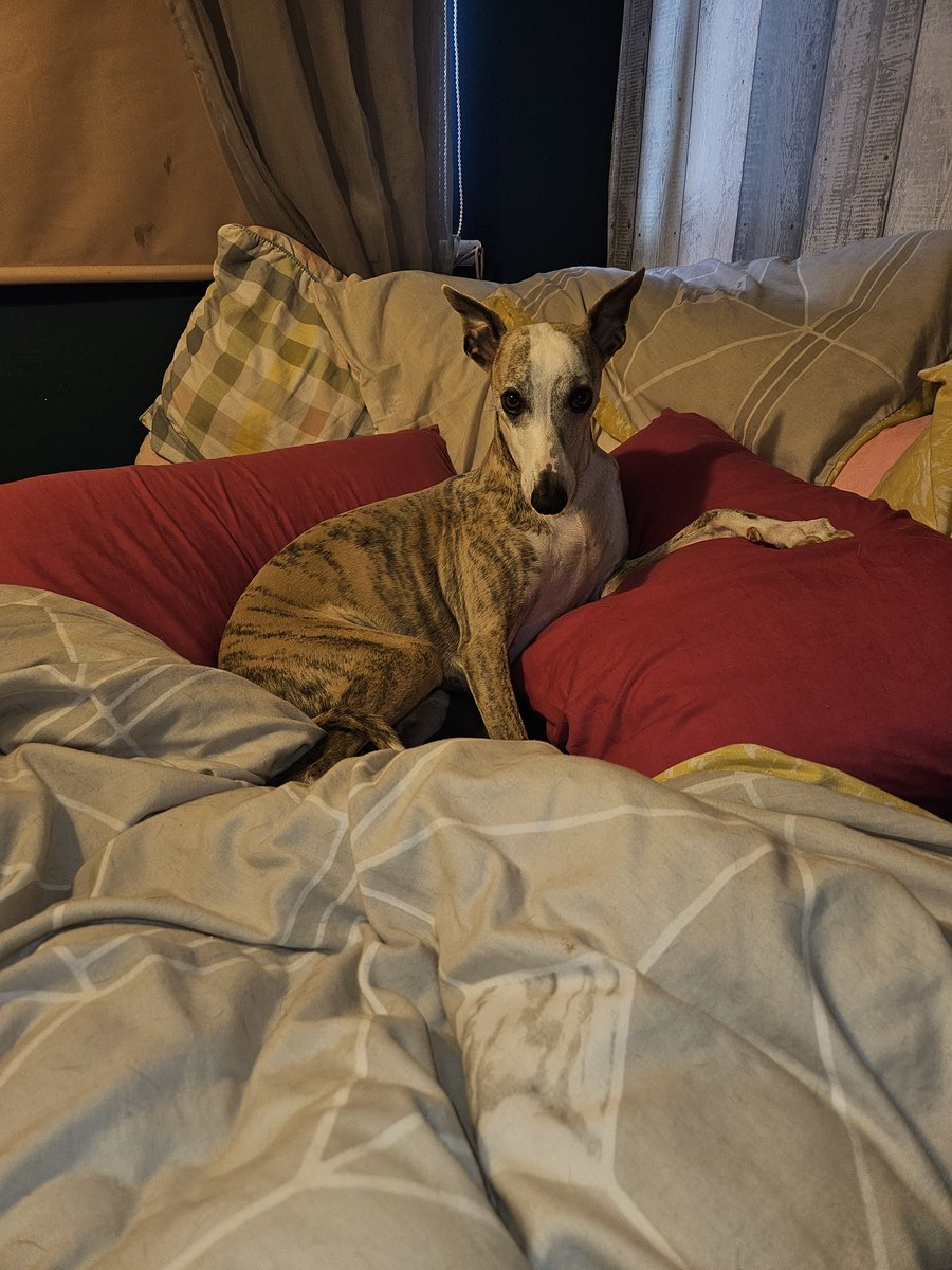 CooperWhippet's tweet image. Mum bought new pillows to go with the 500 already on the bed 😂😂💙🐾🐕