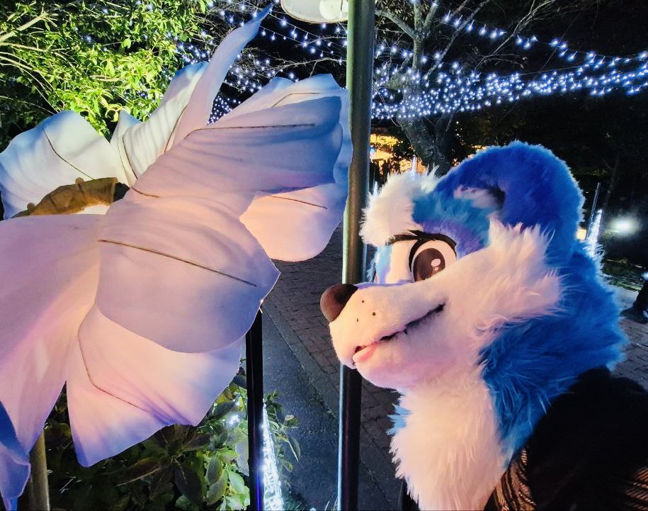 Kumo Otter tweet media