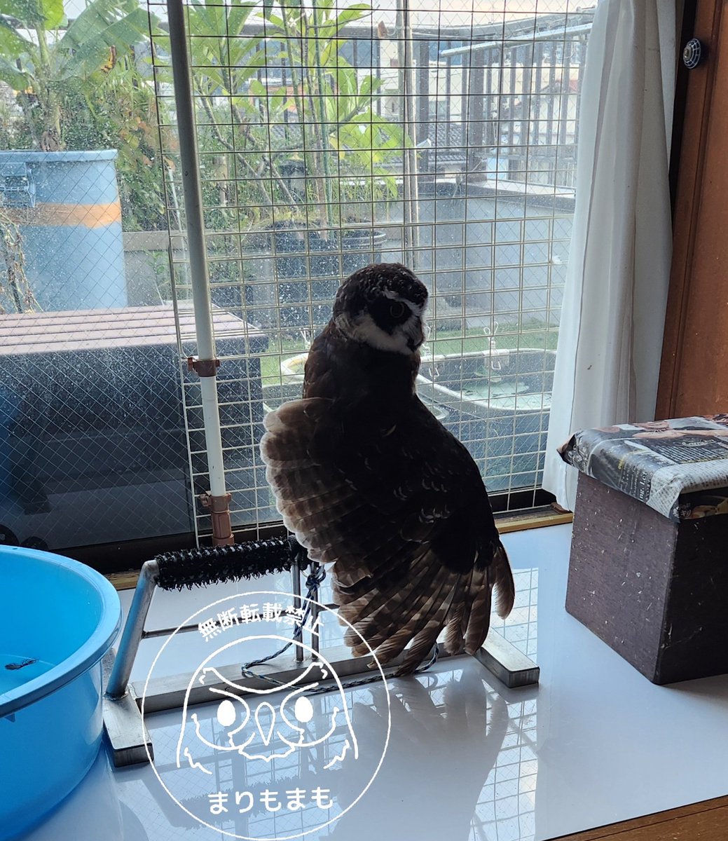 まりもまも (@marimomamo073) / Posts / X