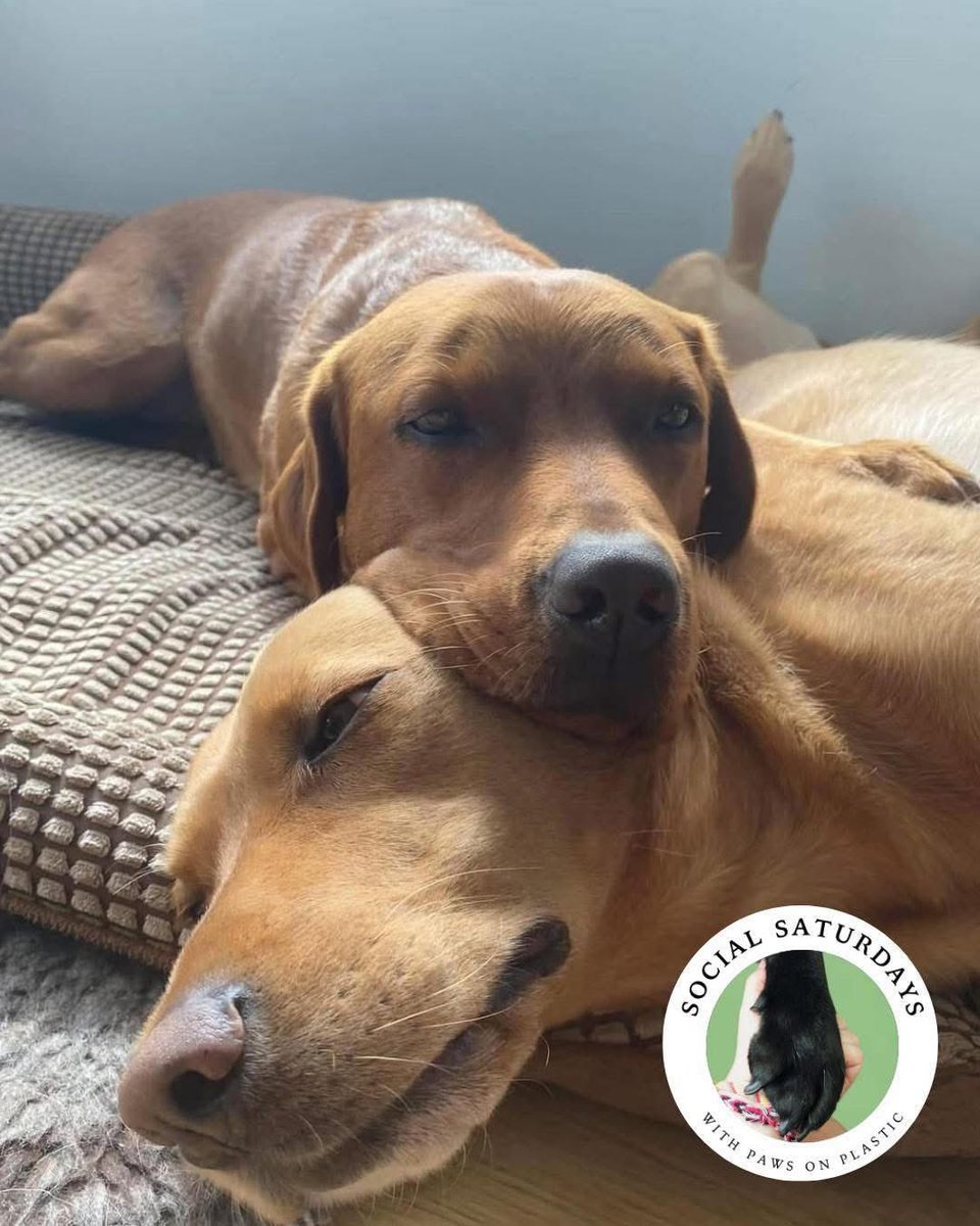 There’s nothing more productive than encouraging more folk to join our mission to protect animals,communities &amp; the #environment

None of us can ever do it all alone. It just leads to overwhelm at the scale of things.Together we’re a powerful force.❤️🐾Who can you tag to join us?